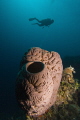   Sponge diver Exumas  